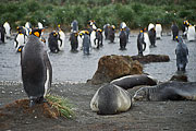 Picture 'Ant1_1_01412 Aptenodytes Patagonicus, Fur Seal, King Penguin, Penguin, Antarctica and sub-Antarctic islands, South Georgia, Gold Harbour'